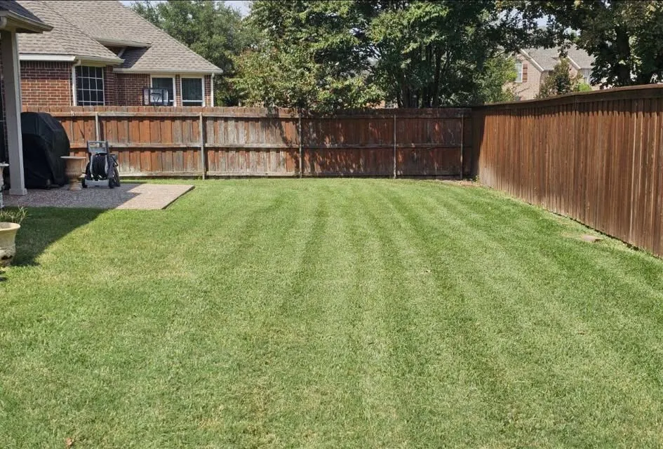 Freshly striped backyard lawn along a wood privacy fence.