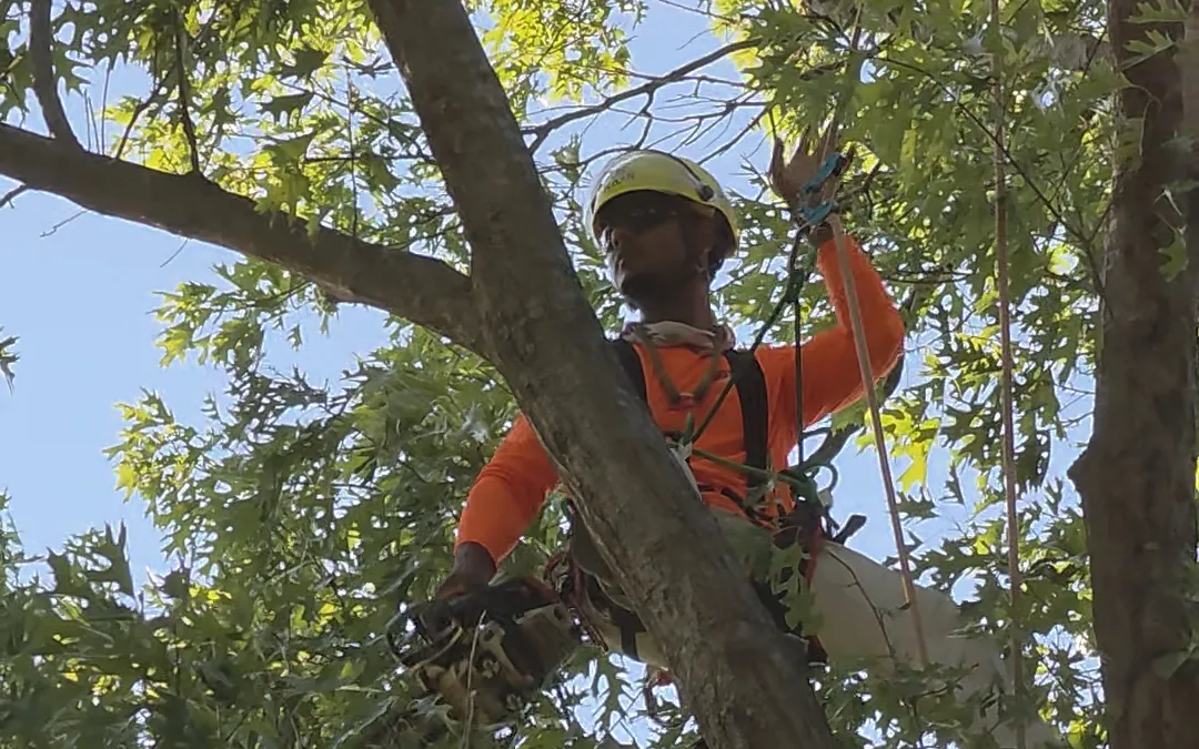 Climber pruning limbs from inside the canopy of a shade tree.