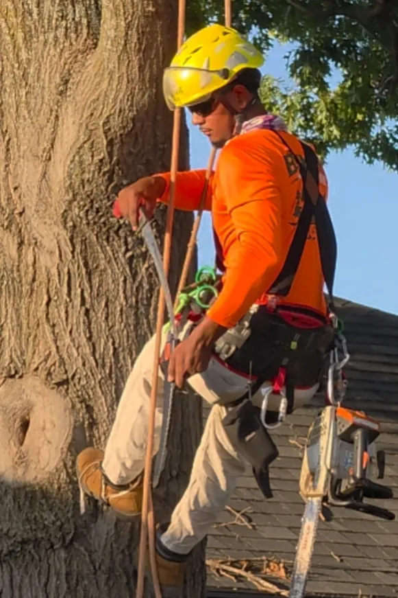 Climber in a harness with a chainsaw clipped on, working on the trunk of a large tree beside a roofline.