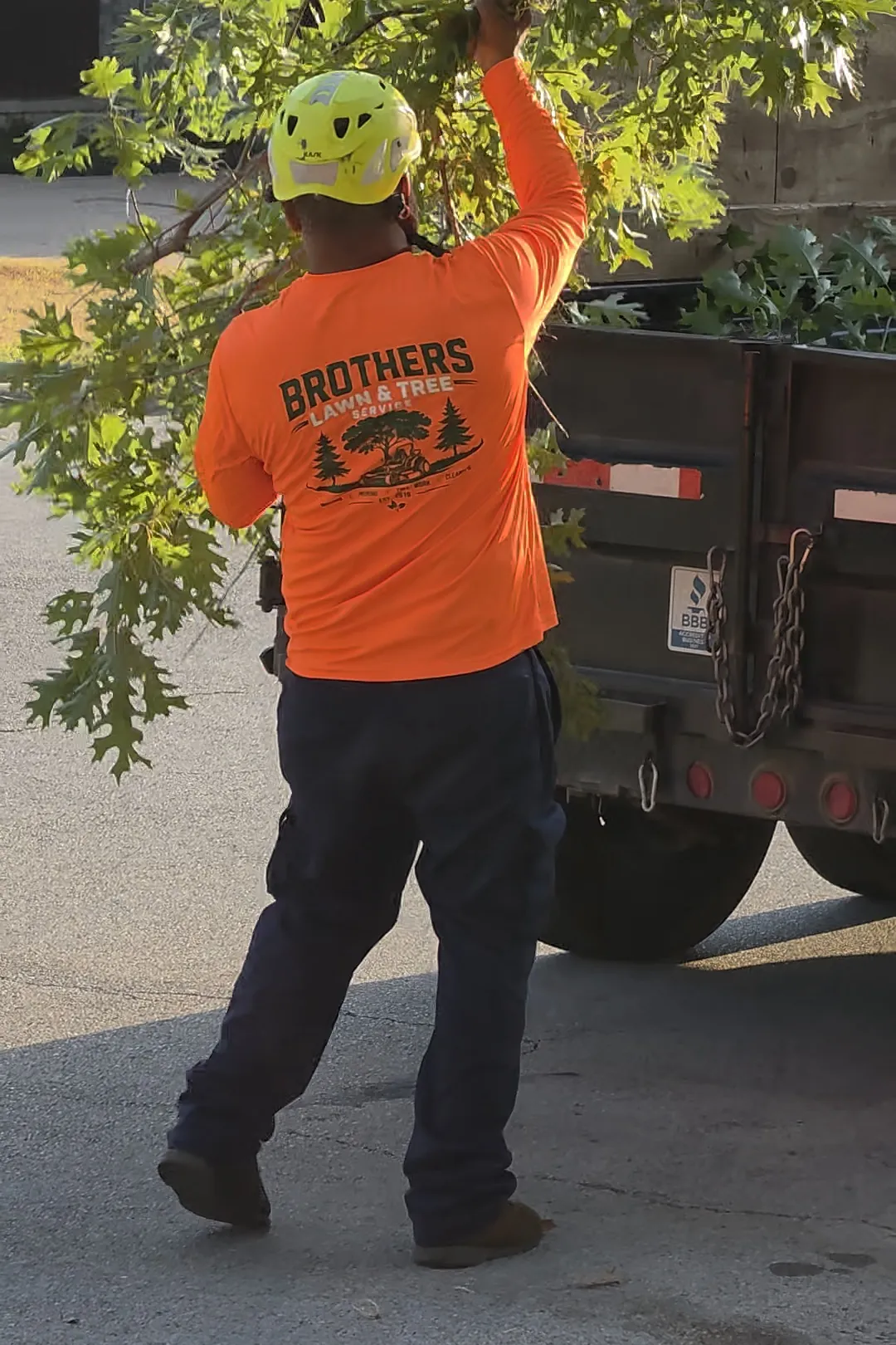 Crew member in a Brothers Lawn & Tree Service shirt carrying a cut branch to the dump trailer.