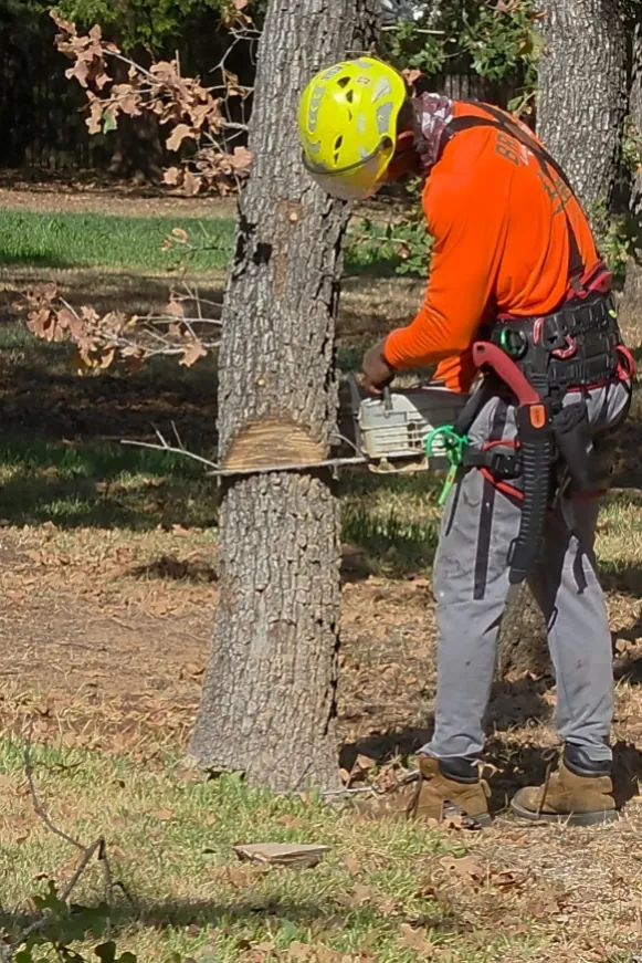Crew member with a chainsaw cutting a notch at the base of a tree trunk to take it down.