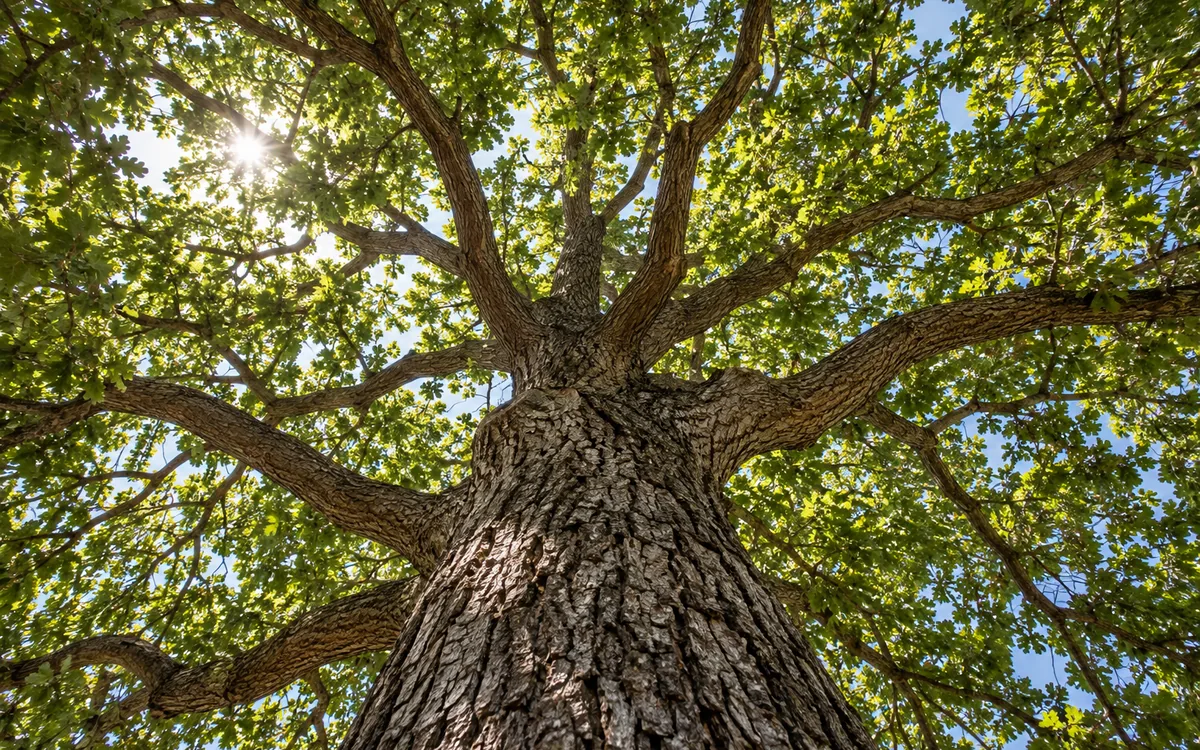 Looking up the trunk of a tall oak into its canopy